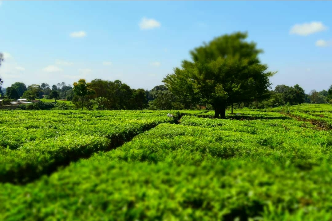 Leasehold vs. Freehold Land in Kenya